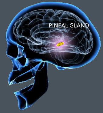 pineal-gland
